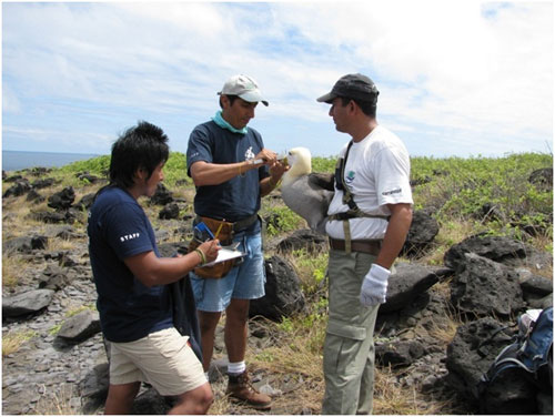 Waved_Albatross_banding_by_Kate_Huyvaert