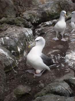 White capped Albatross by Matt Charteris