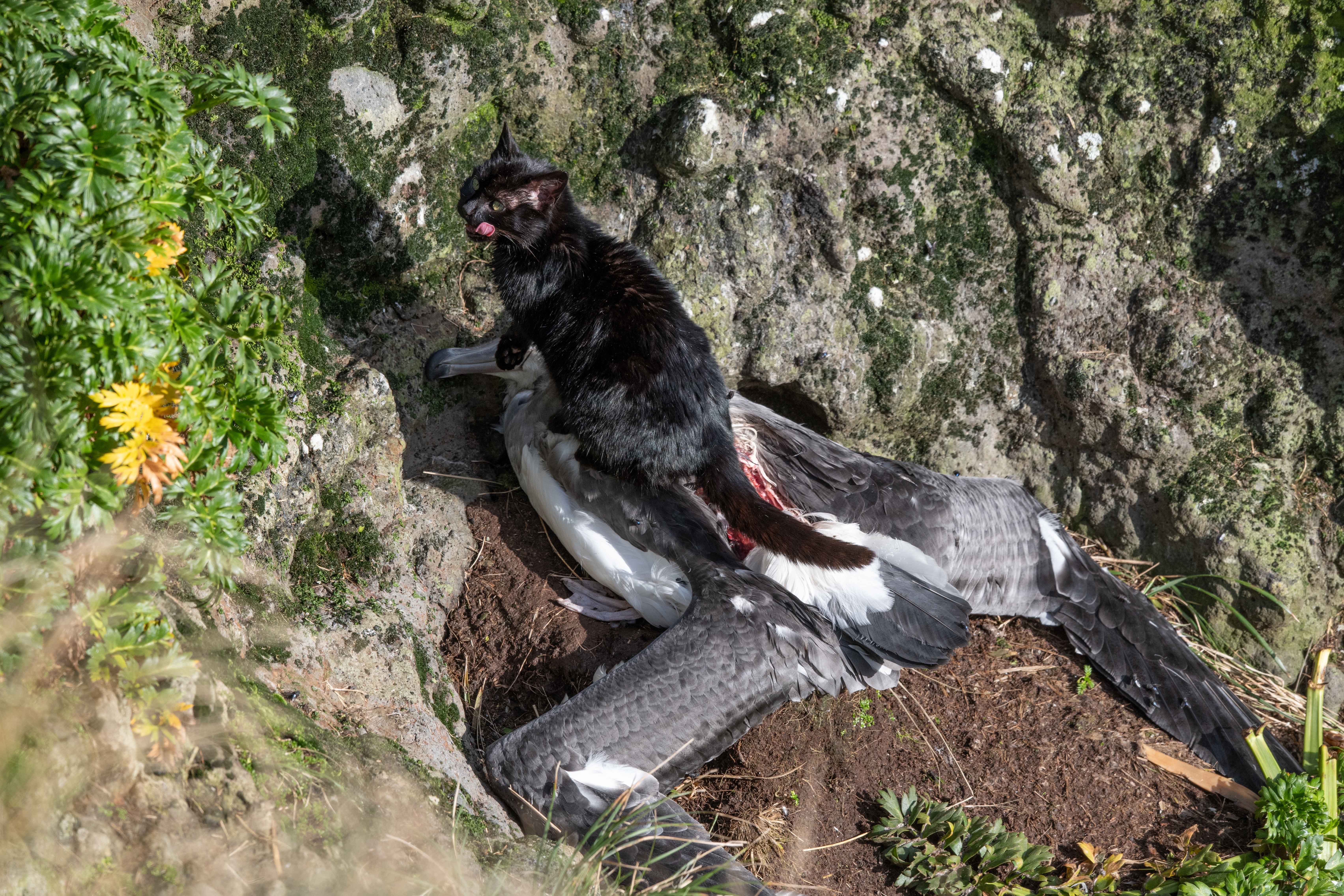 Feral cat on white capped mollymawk Auckland Island. Photo Stephen Bradley 1