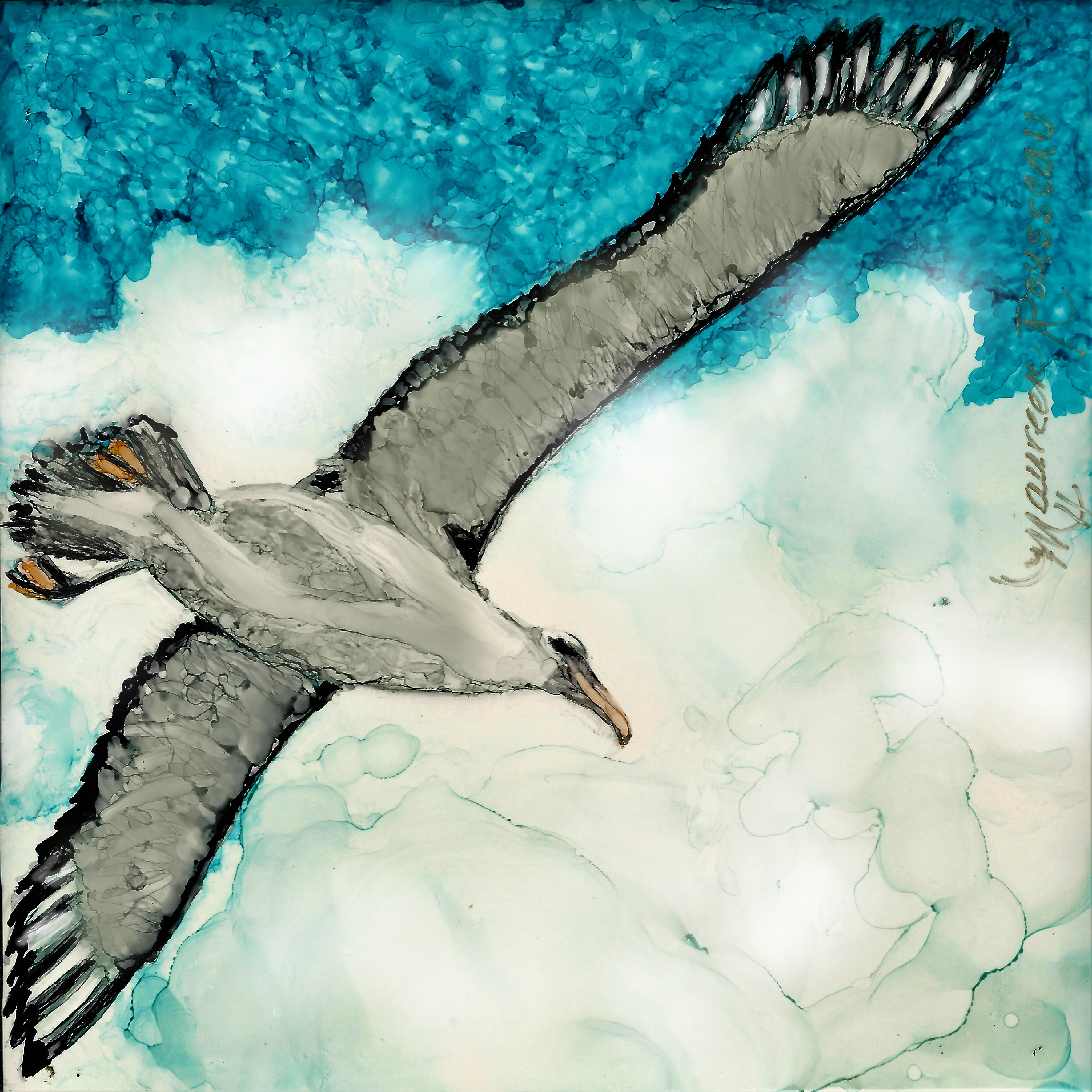 White capped Albatross Barry Baker Maureen Rousseaujpg