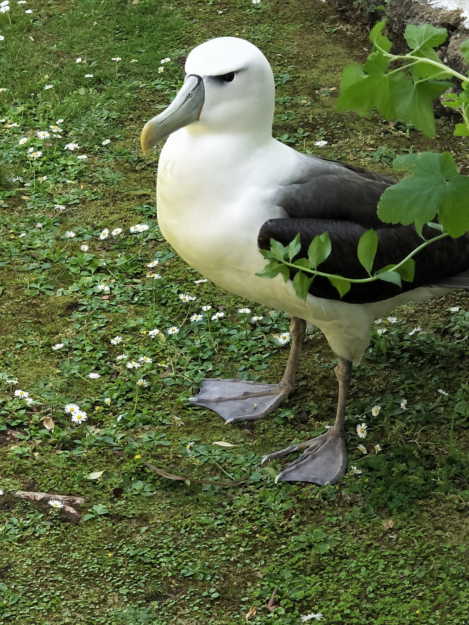 White capped Dunedin Wildlife Hospital 13 Blair McIntyre