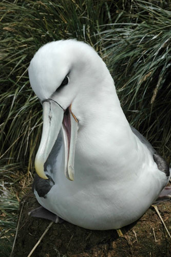 white_capped_alb_male_bird_island_by_richard_phillips11