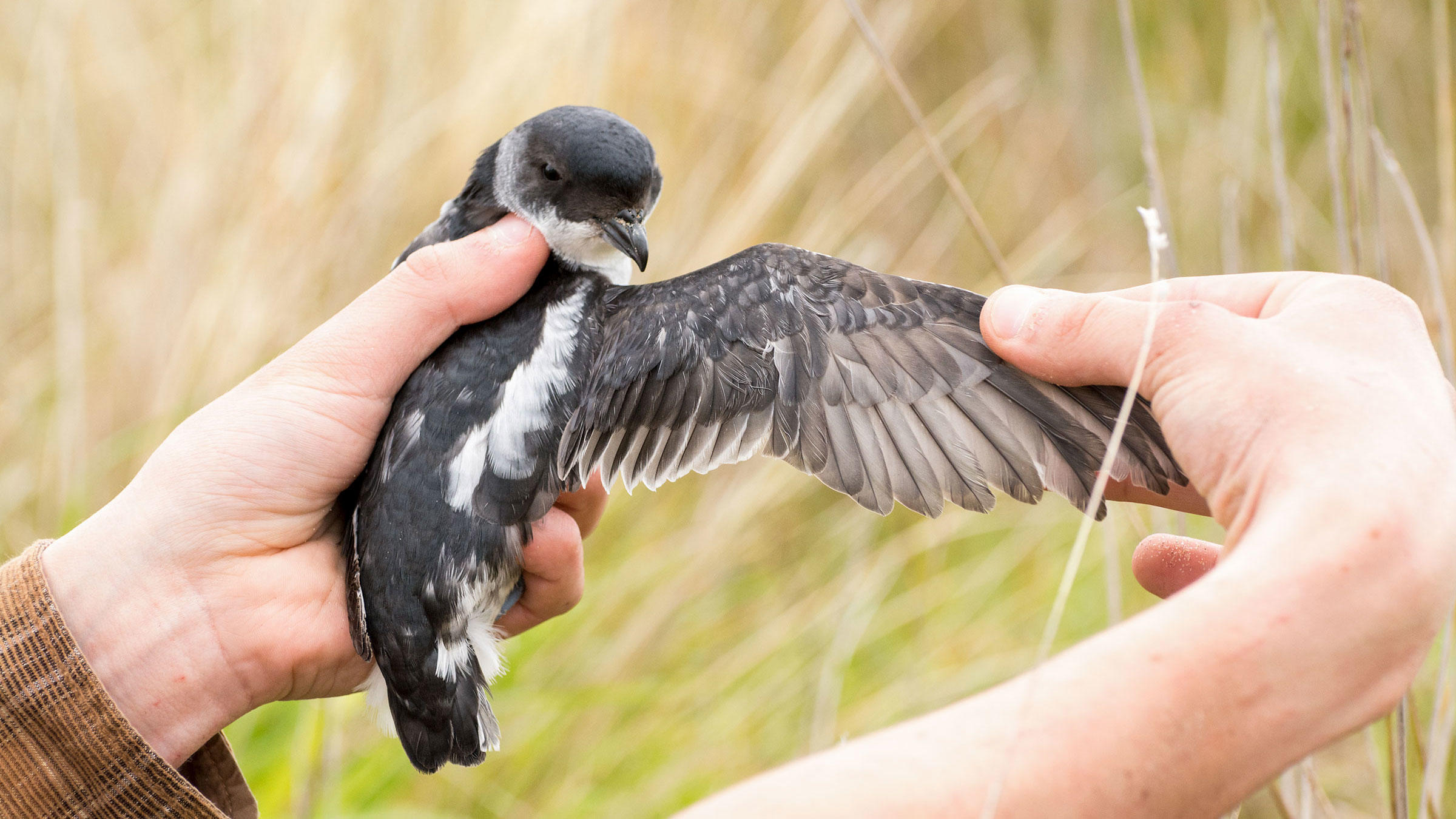 Whenua Hou Diving Petrel