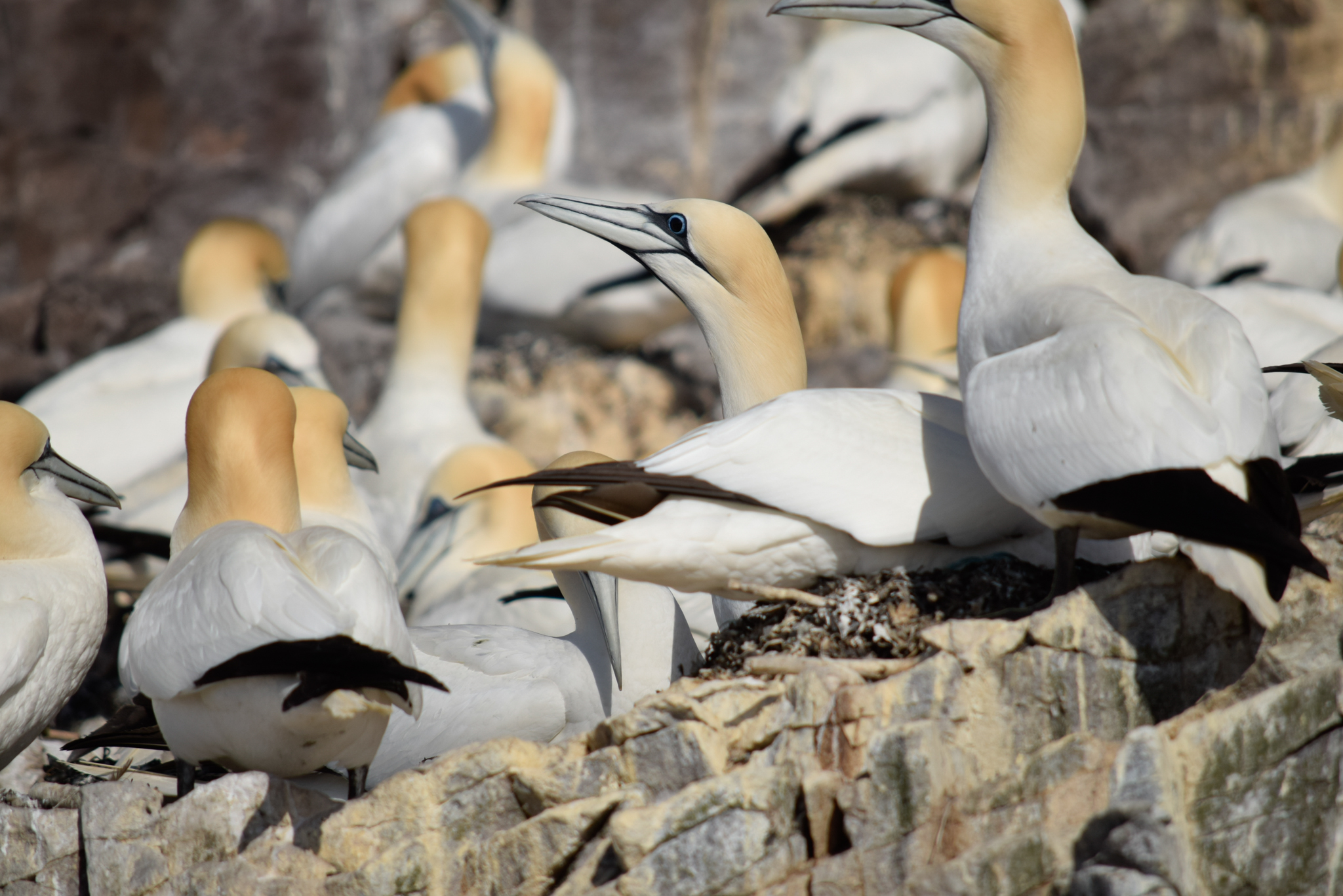 Northern Gannet Bass Rock Patricia Serafini 2023