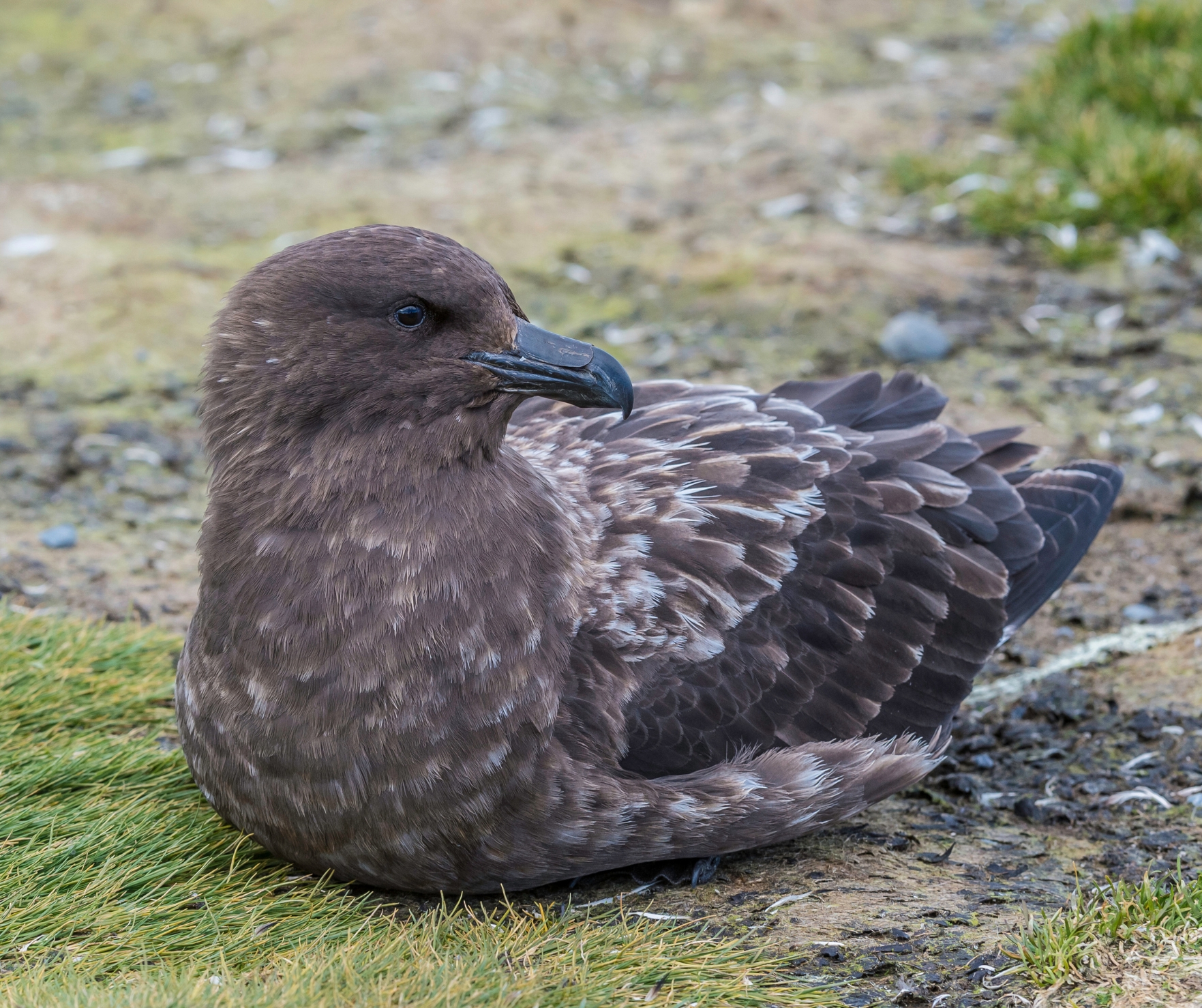 Brown skua by Gerald Corsi Getty Images
