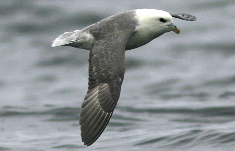 arctic fulmar