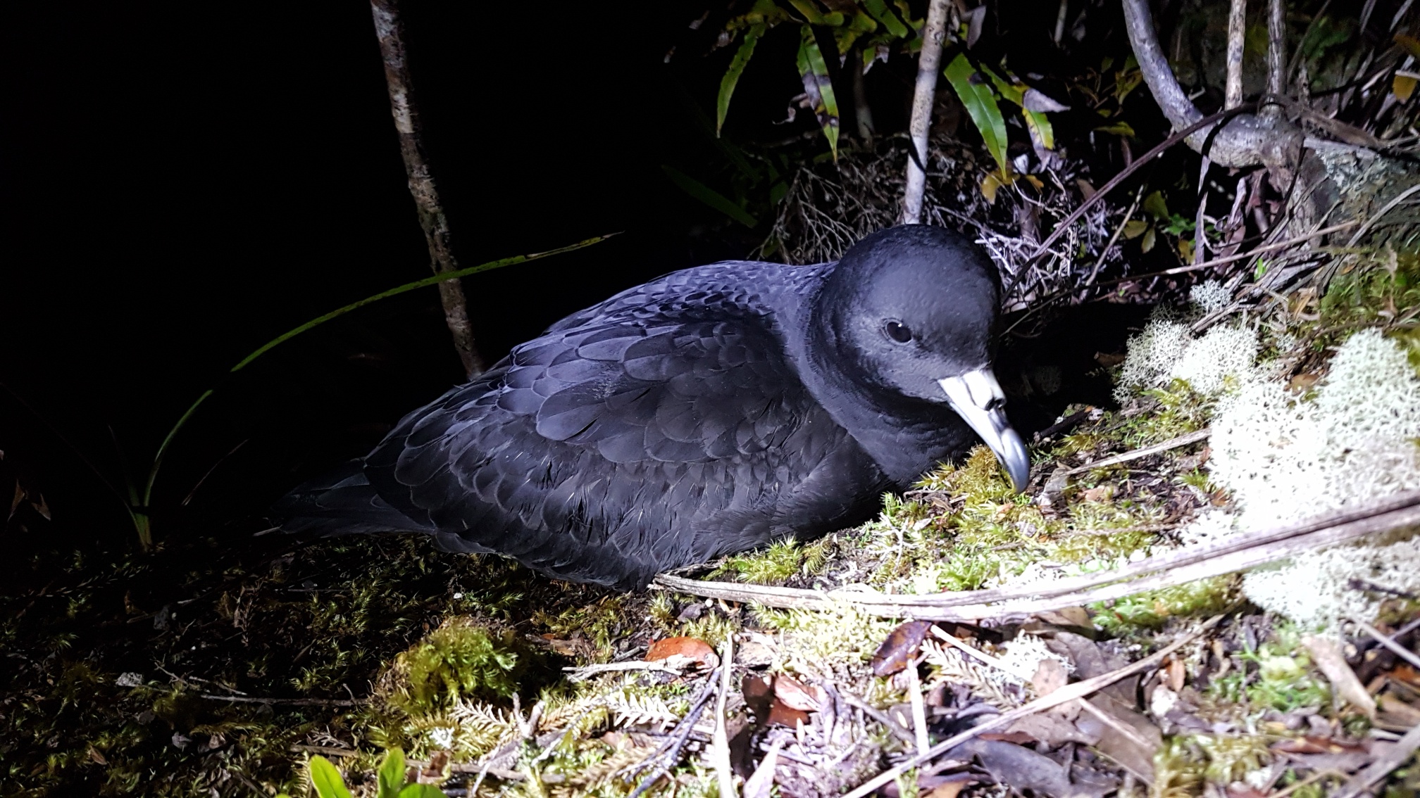 Biz Fledgling black petrel May 2019 Credit Biz Bell WMIL