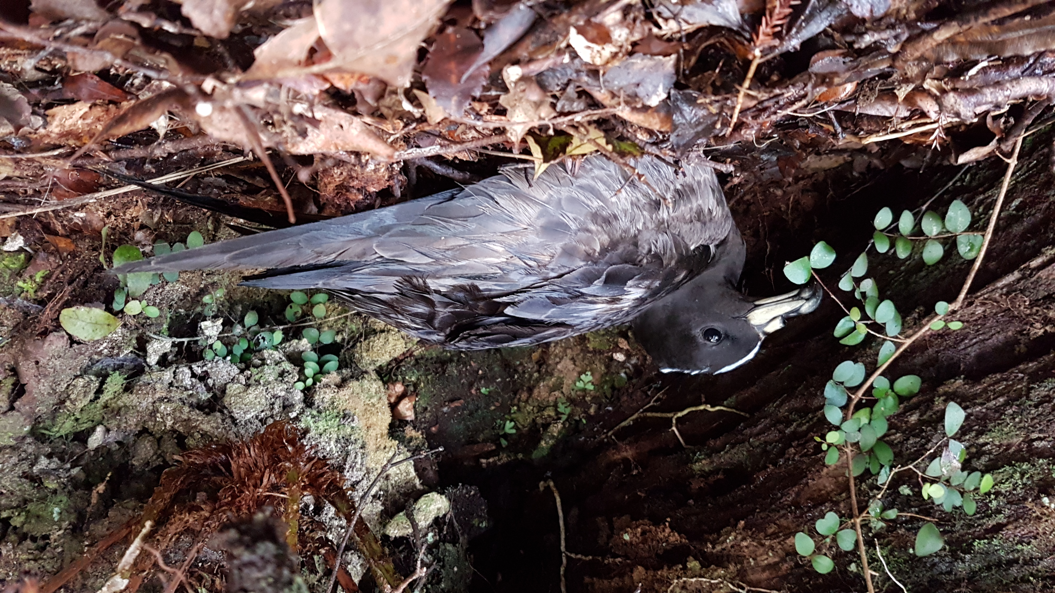 Biz Surface bird on Aotea Credit Biz Bell WMIL