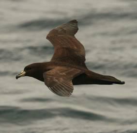 Black Petrel Biz Bell