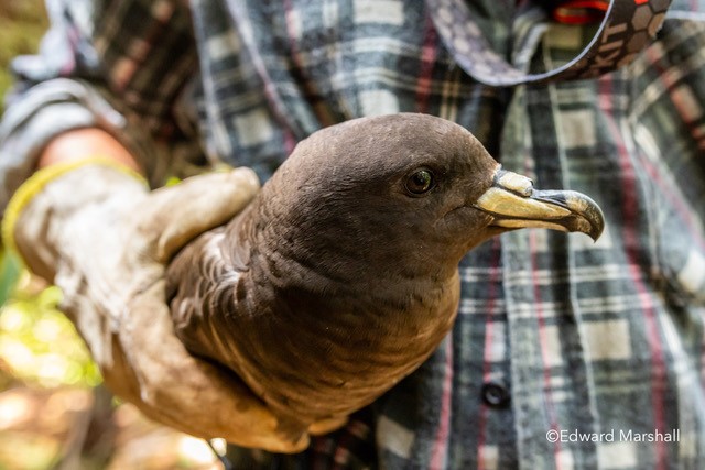 Black Petrel Edward Marshall