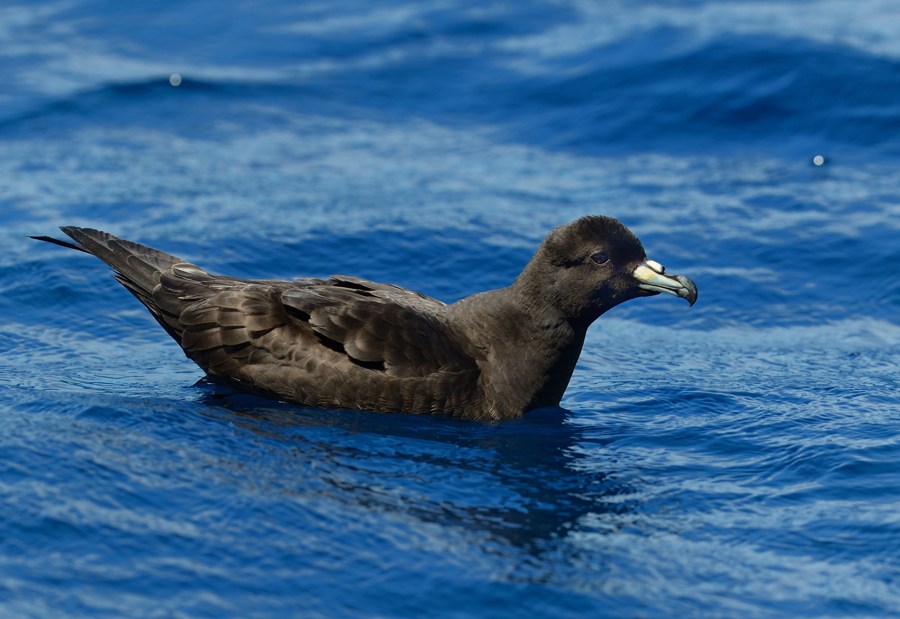 Black Petrel Kirk Zufelt off North Cape NZ
