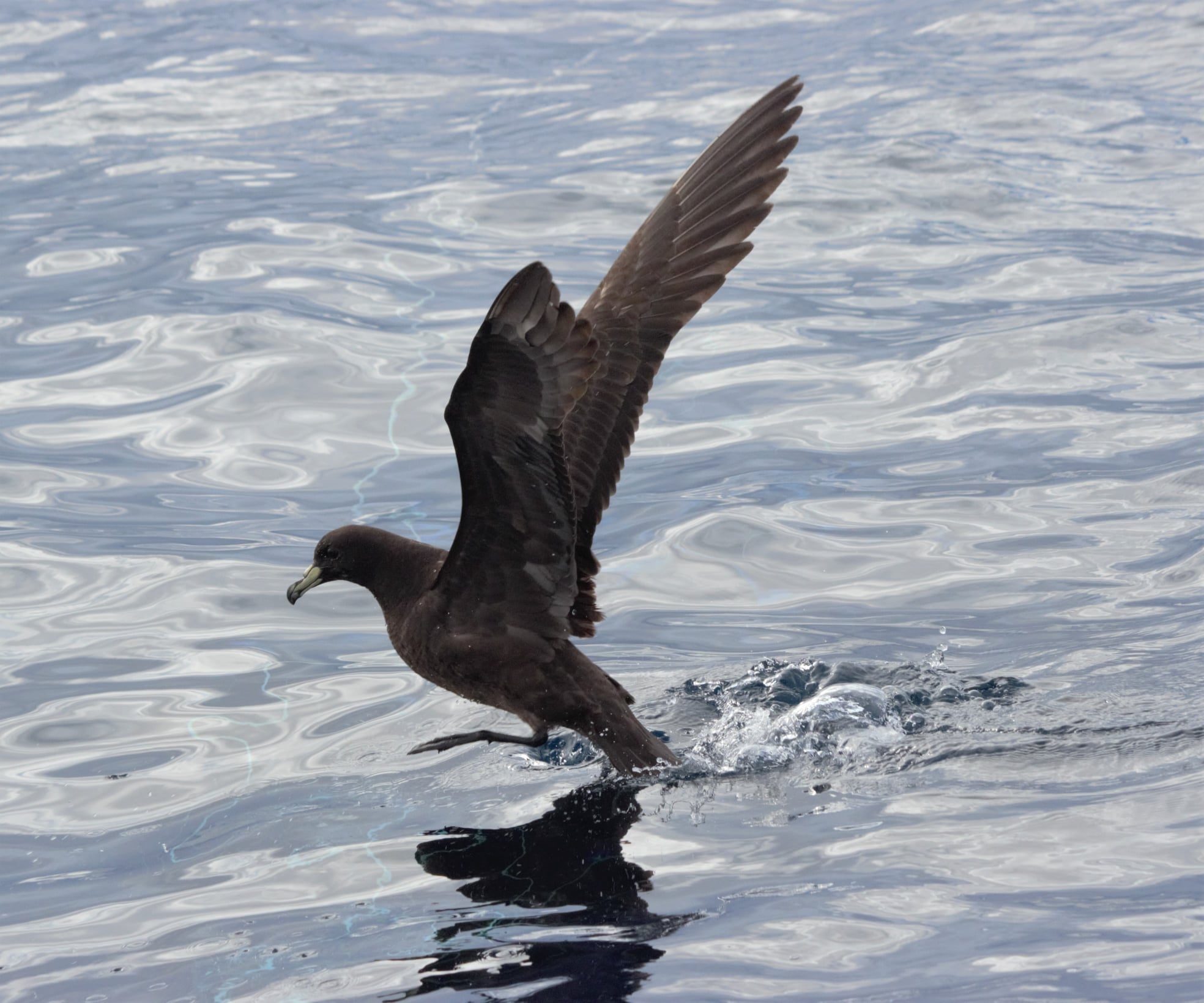 Black Petrel Virginia Nicol 1