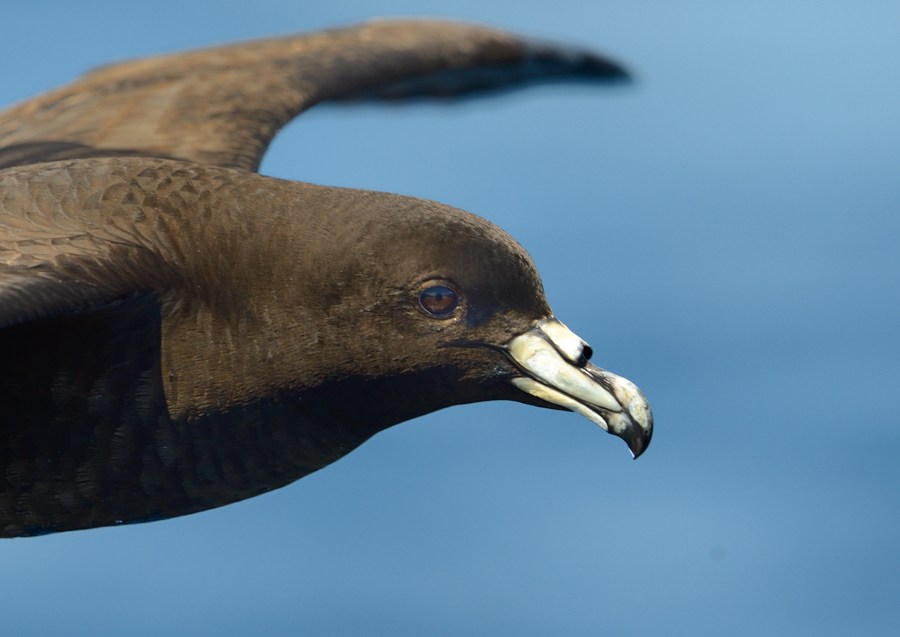 Black Petrel Zufelt off North Cape NZ 3