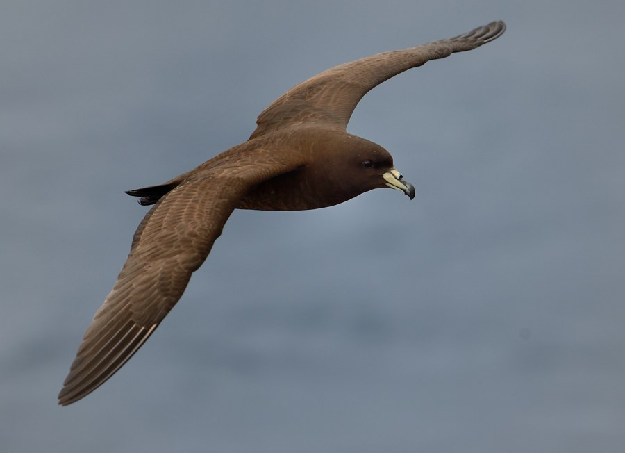 Black Petrel off Mercury Islands NZ Kirk Zufelt