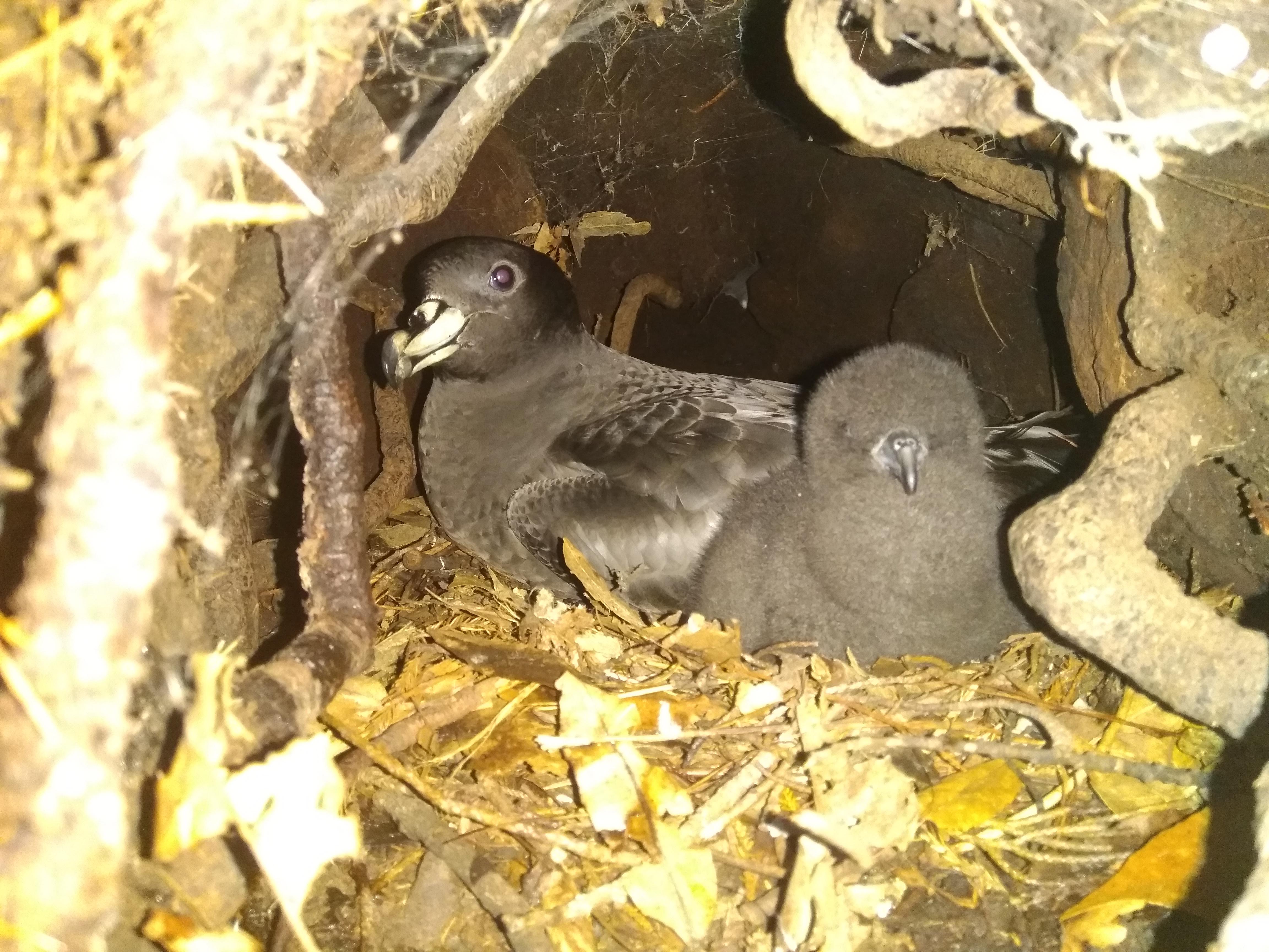 Black Petrel with chick George Hobson