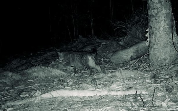 Feral cat on Great Barrier