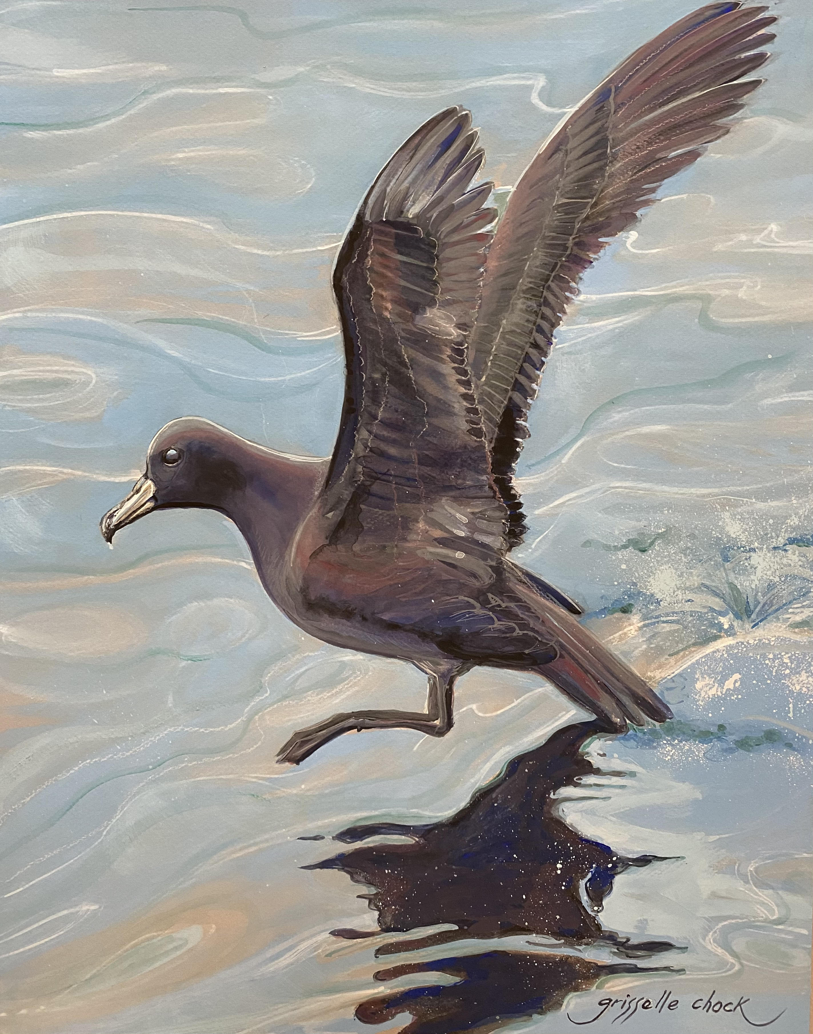 Griselle Chock Black Petrel Gouache Virginia Nicol