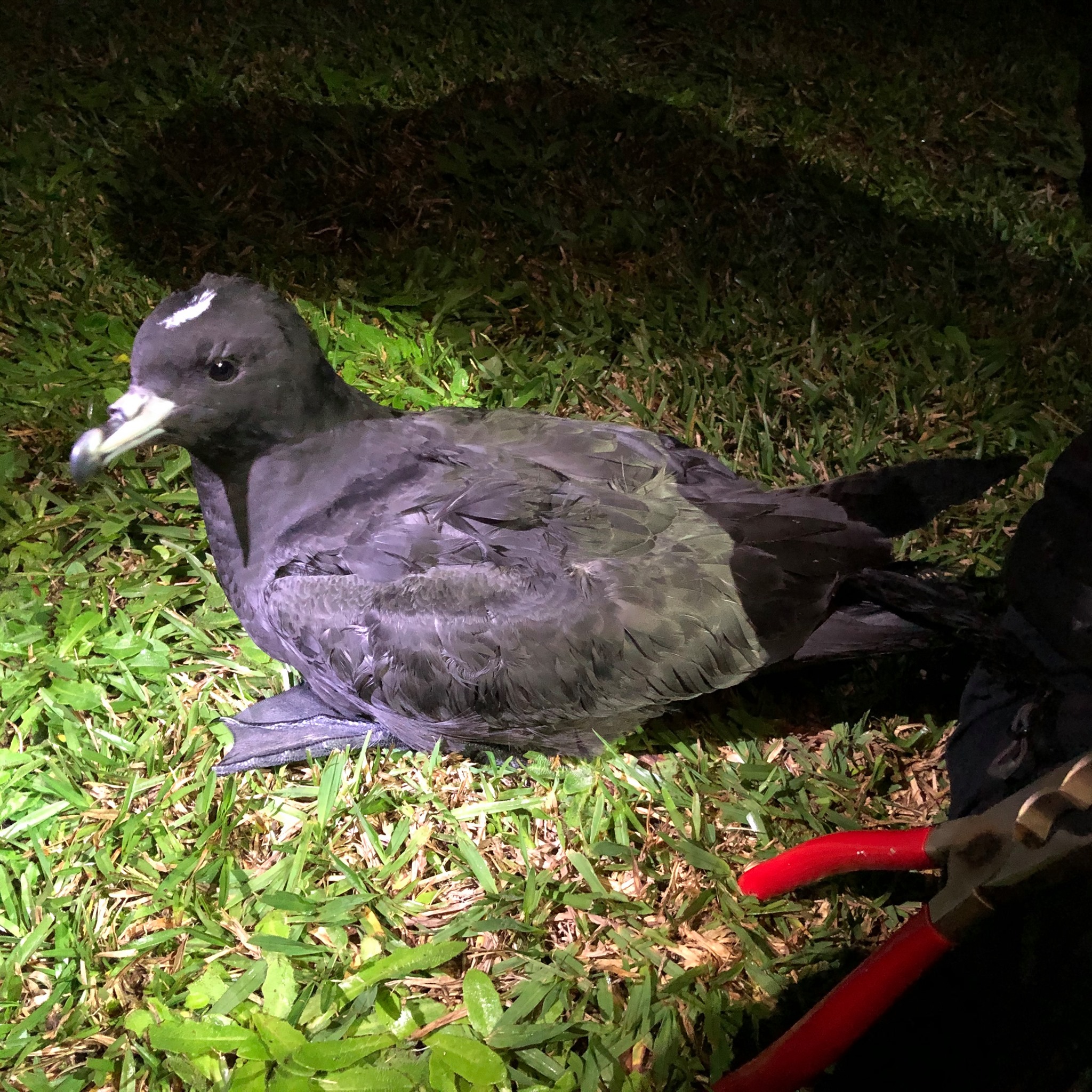 Koriori release Black Petrel 3