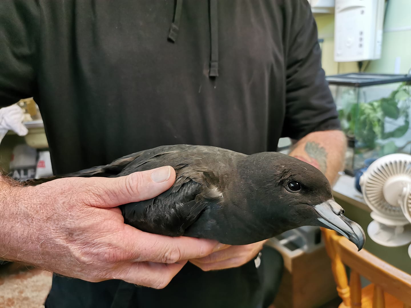Koriori release Black Petrel in Kiwi House