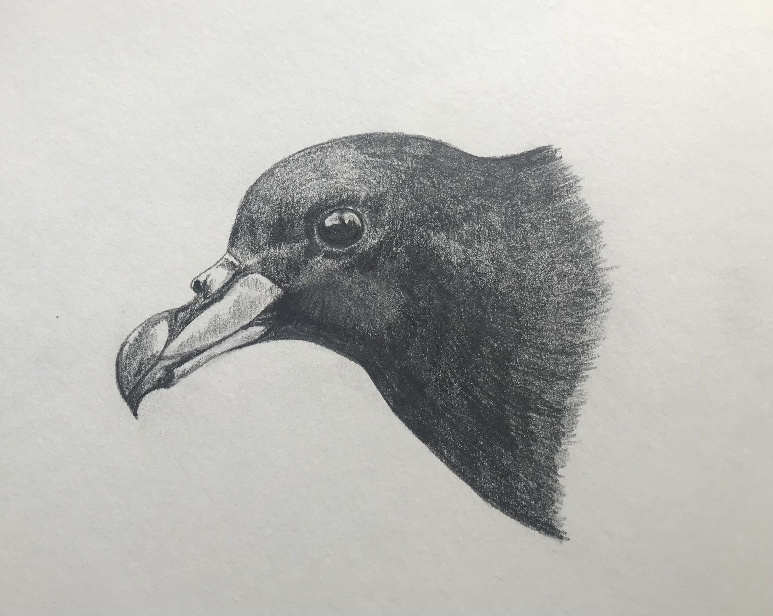 Virginia Nicol Black Petrel drawing graphite pencil own photo