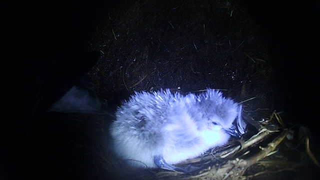 Common Diving Petrel Stefan Schoombie 2