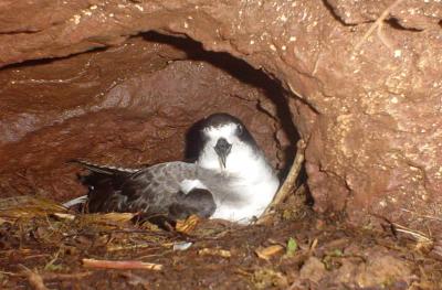 Galapagos Petrel