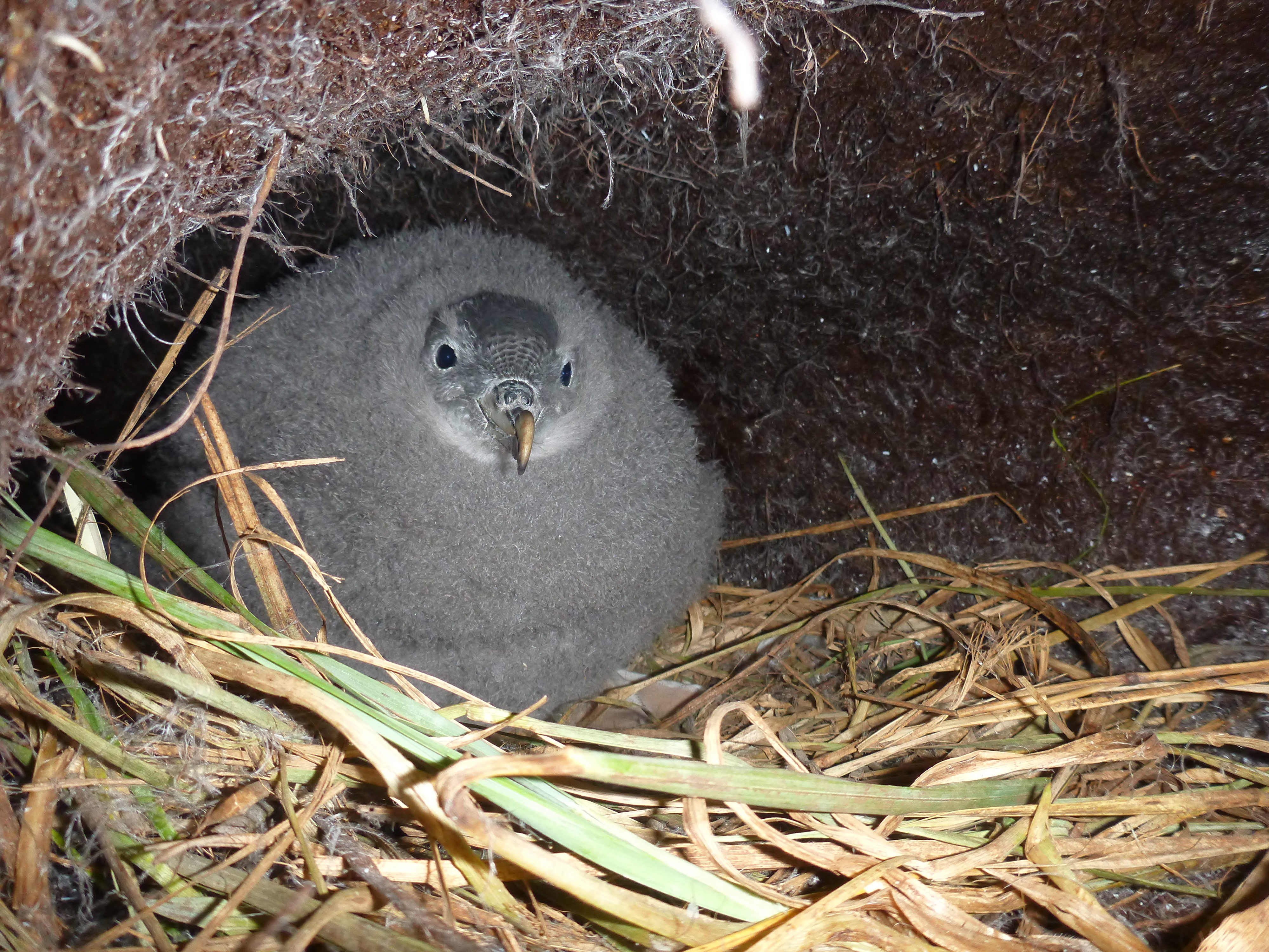 7 grey petrel chick credit Jez Bird