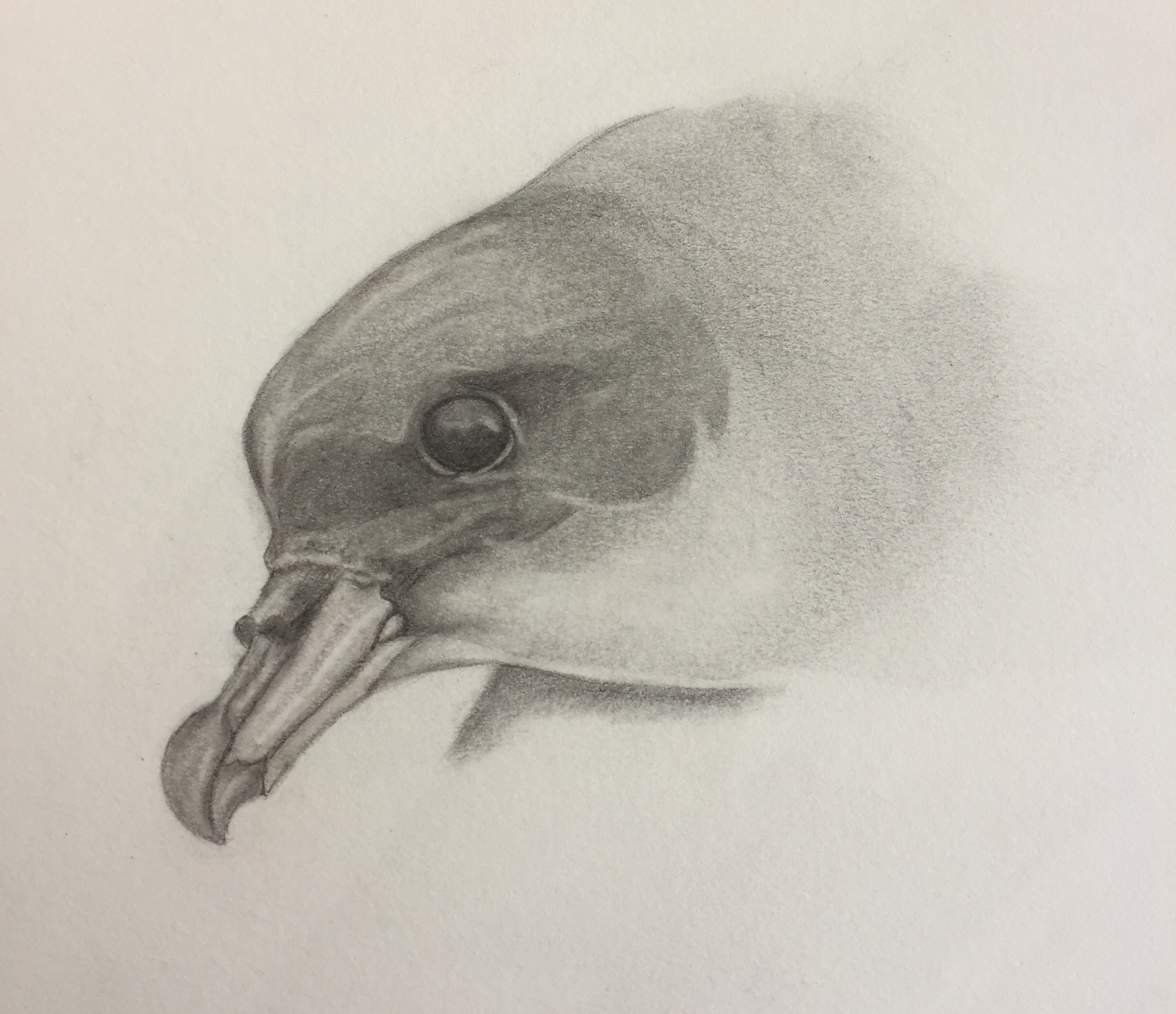 Anselmo Toledo Grey Petrel Graphite Hadoram Shirihai