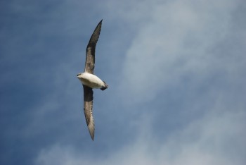 Grey Petrel Erica Sommer s