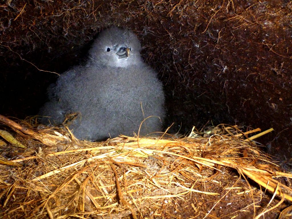 Grey Petrel chick Macca Penny Pascoe