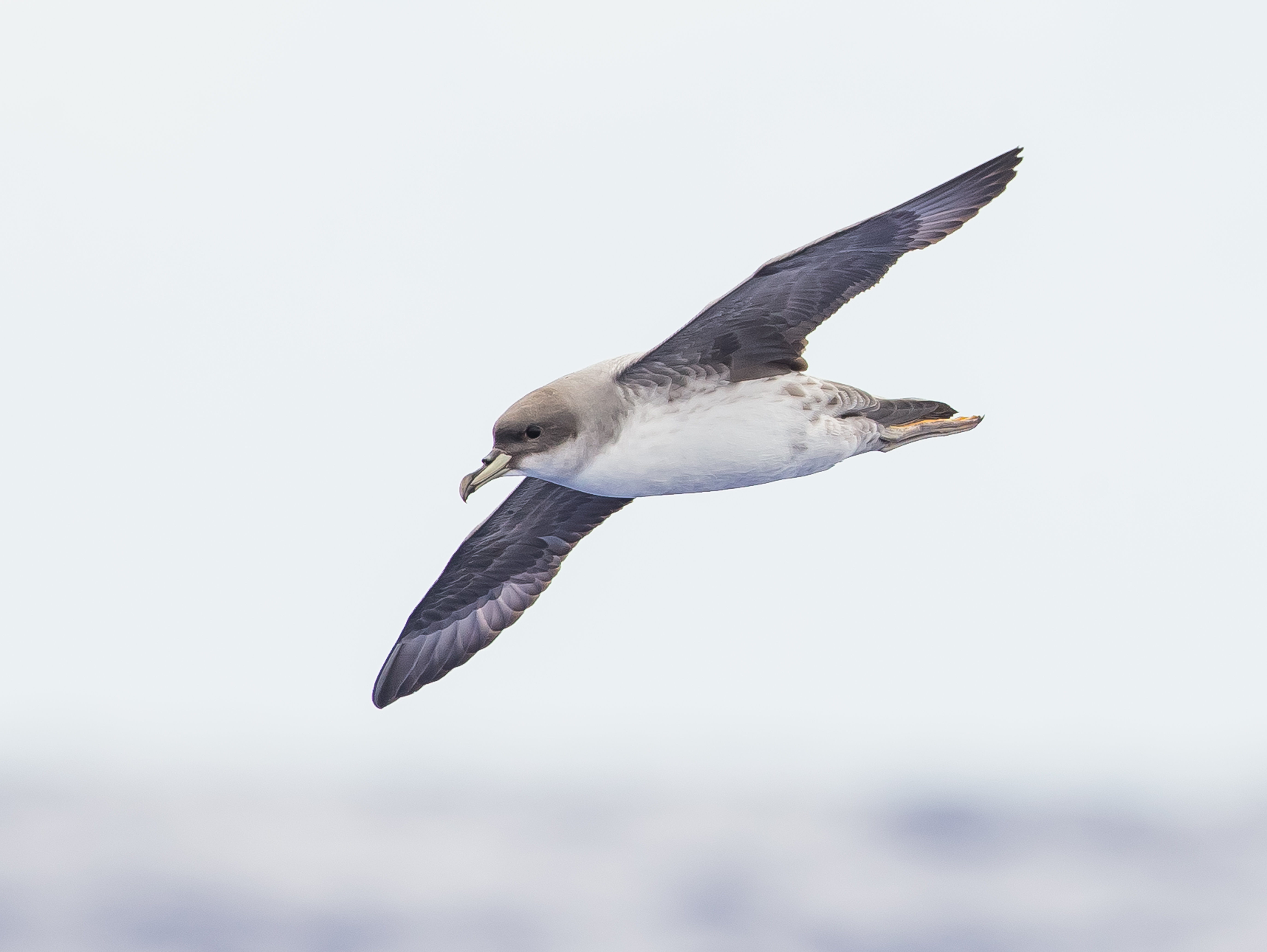 Grey Petrel Procellaria cinerea Rapa Island Austral group French Polynesia Nov 2019 Tubenoses Project H.Shirihai 3