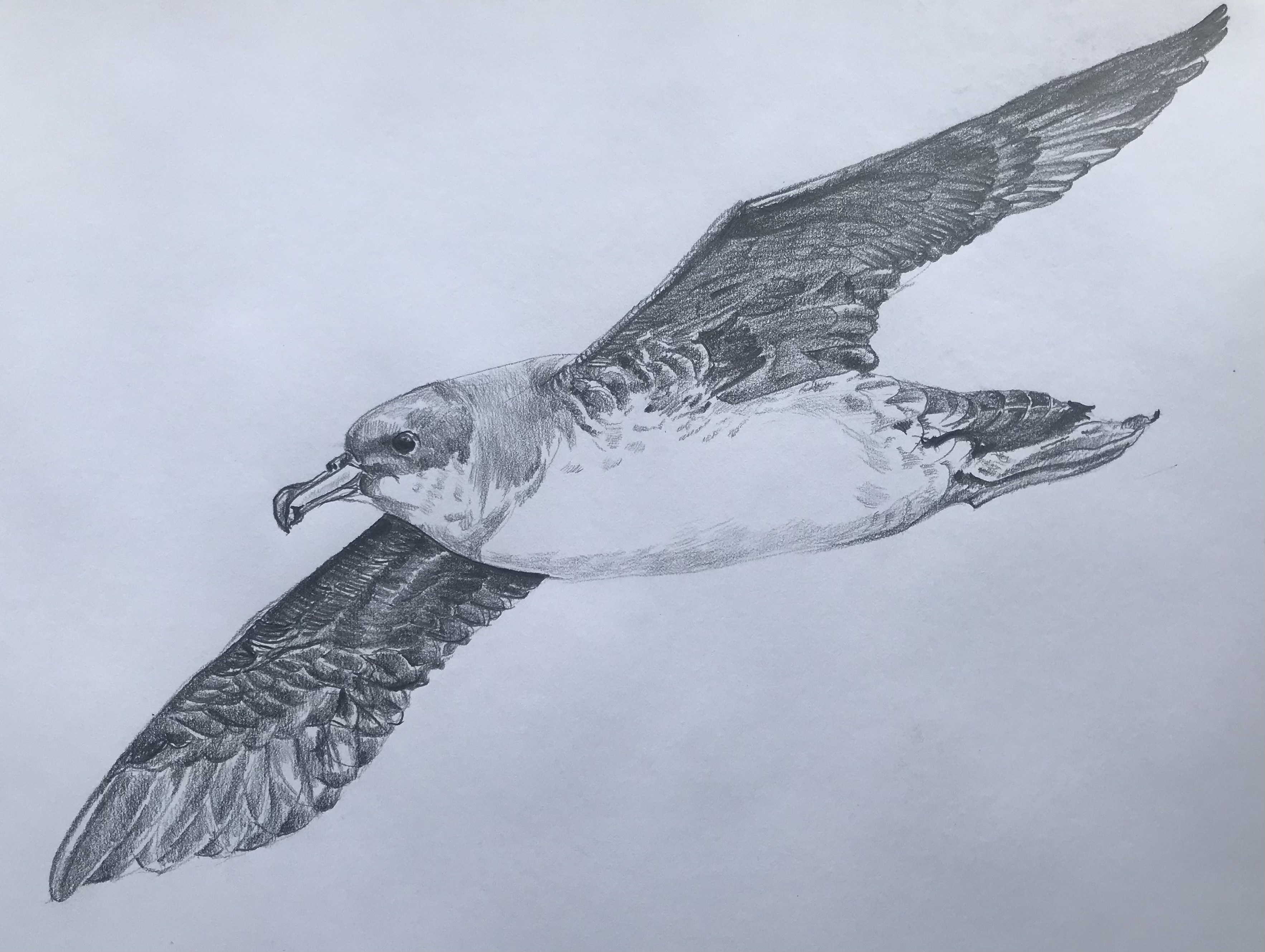 Virginia Nicol Grey Petrel drawing graphite pencil Hadoram Shirihai