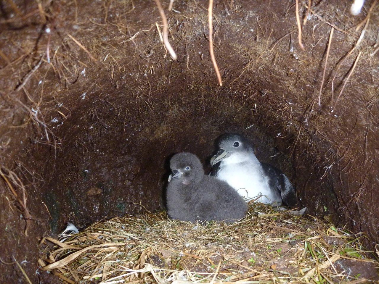 Grey Petrel Macquarie Island Richard Deakin