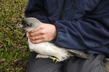 Grey_Petrel_by_Ben_Dilley