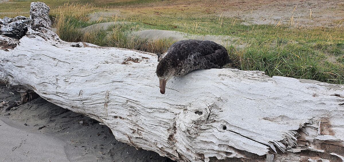 131 40970 northern giant petrel 5 february 2021 Jamie Quirk