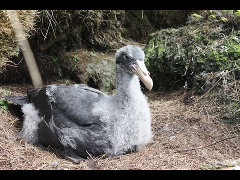 NGP chick Disappointment Island Graham Parker