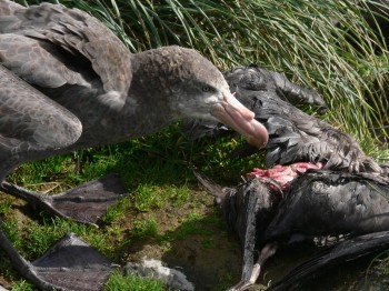 Northern Giant Petrel Marion Island Marienne de Villiers