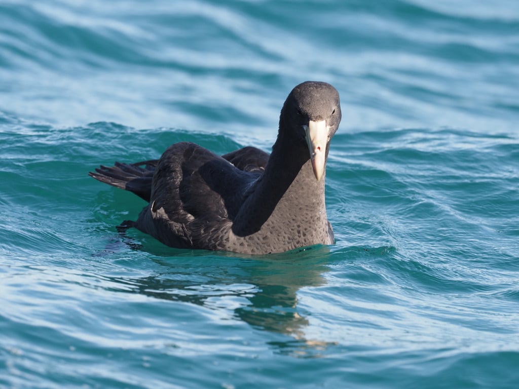 Northern Giant Petrel Dunedin release Andy Cummingham