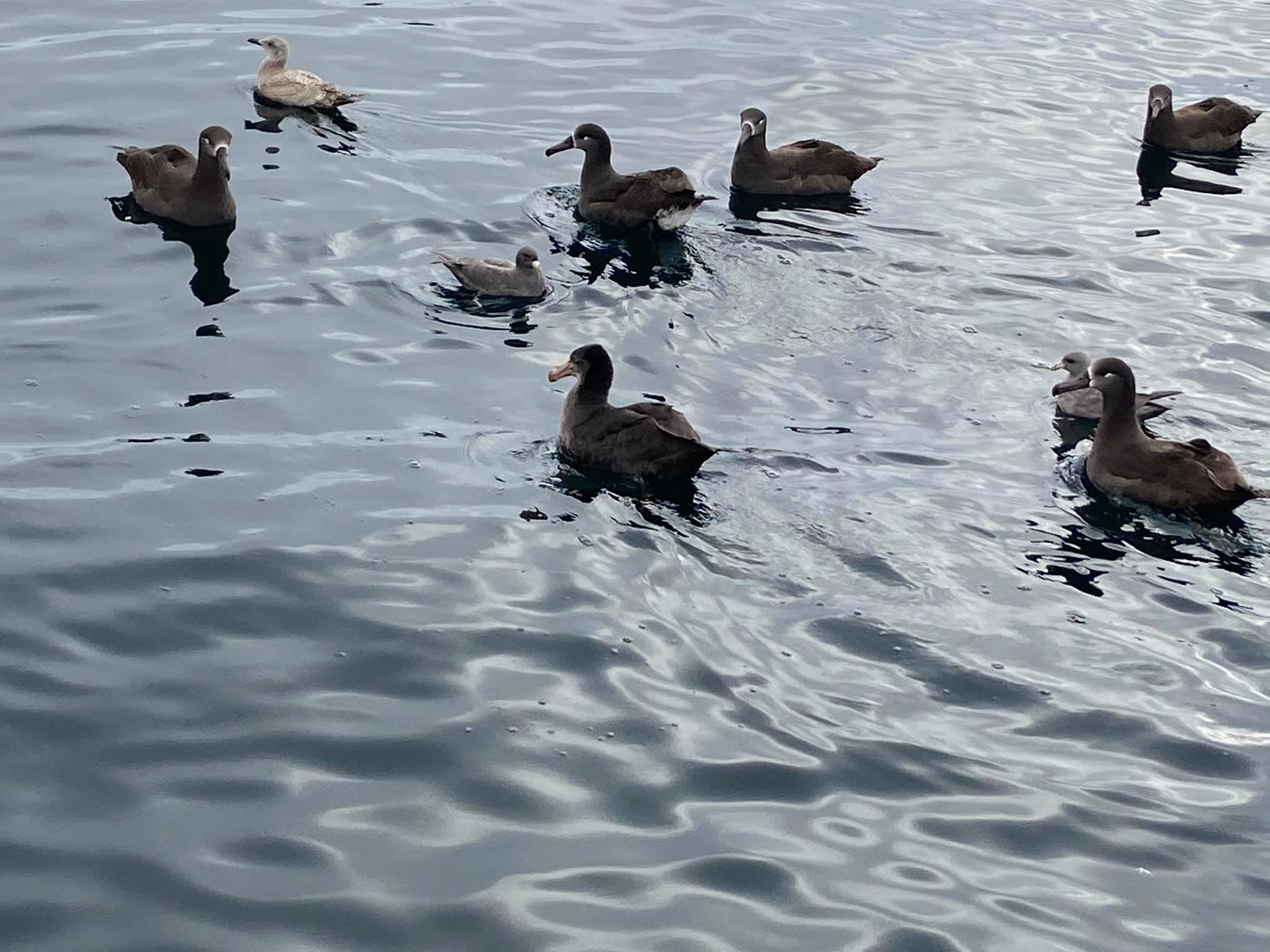 Northern Giant Petrel Washington 8.12.2019.Zed Blue 2