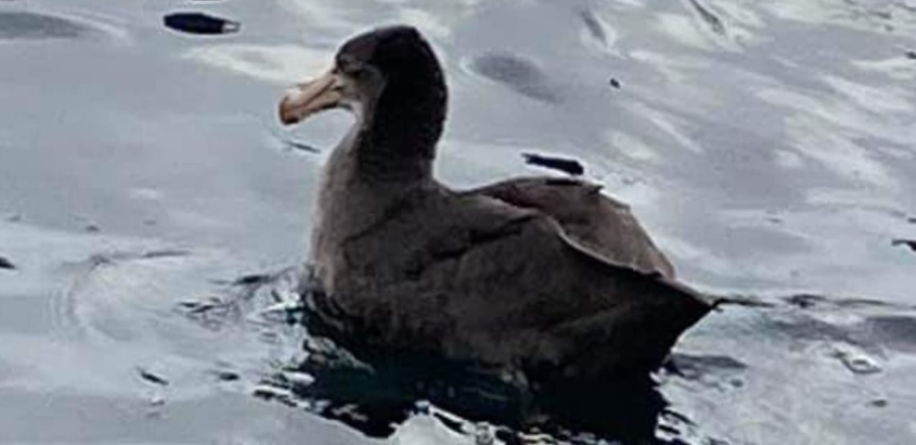 Northern Giant Petrel Washington 8.12.2019.Zed Blue 3