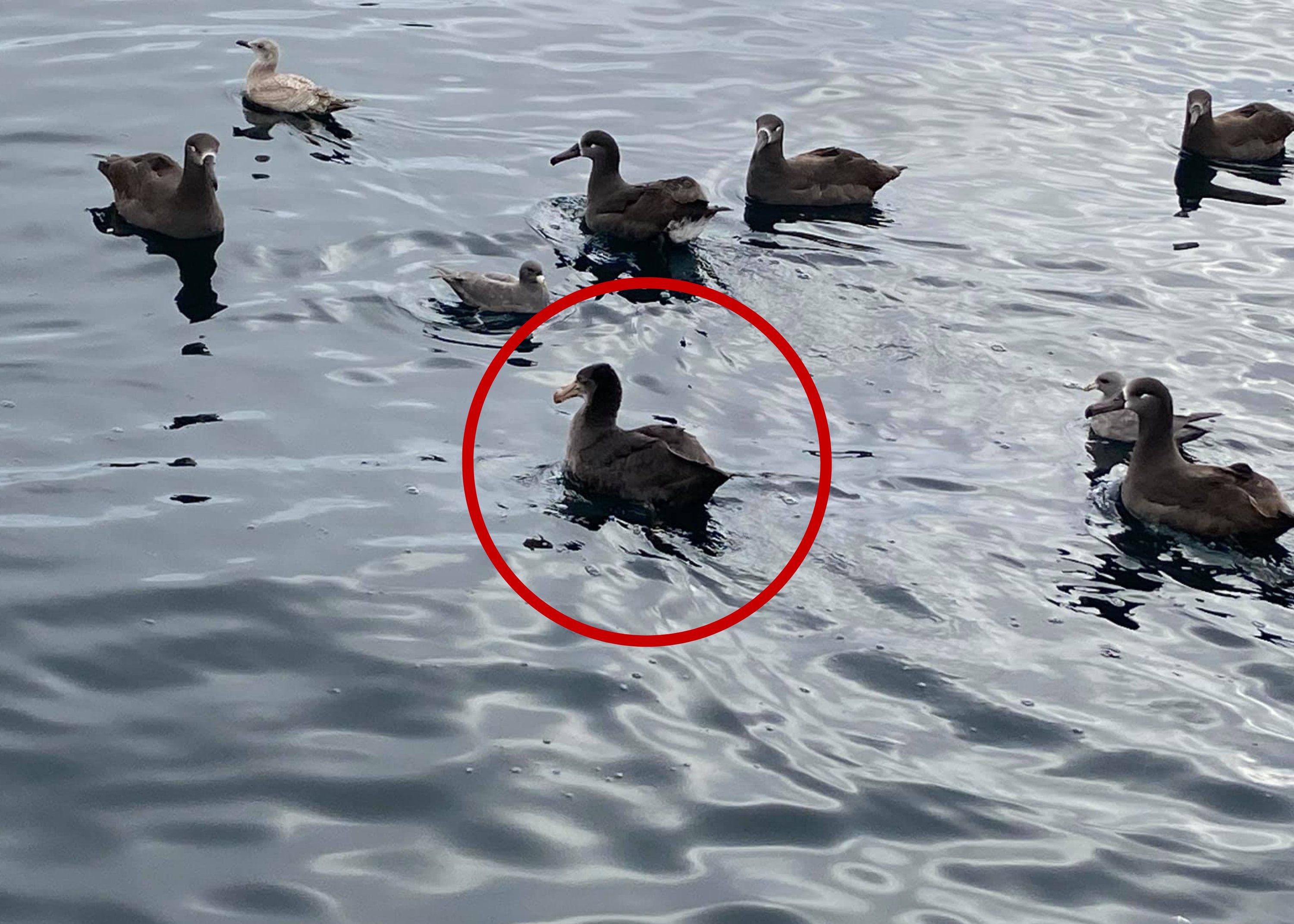 Northern Giant Petrel Washington 8.12.2019 Zed Blue with circle