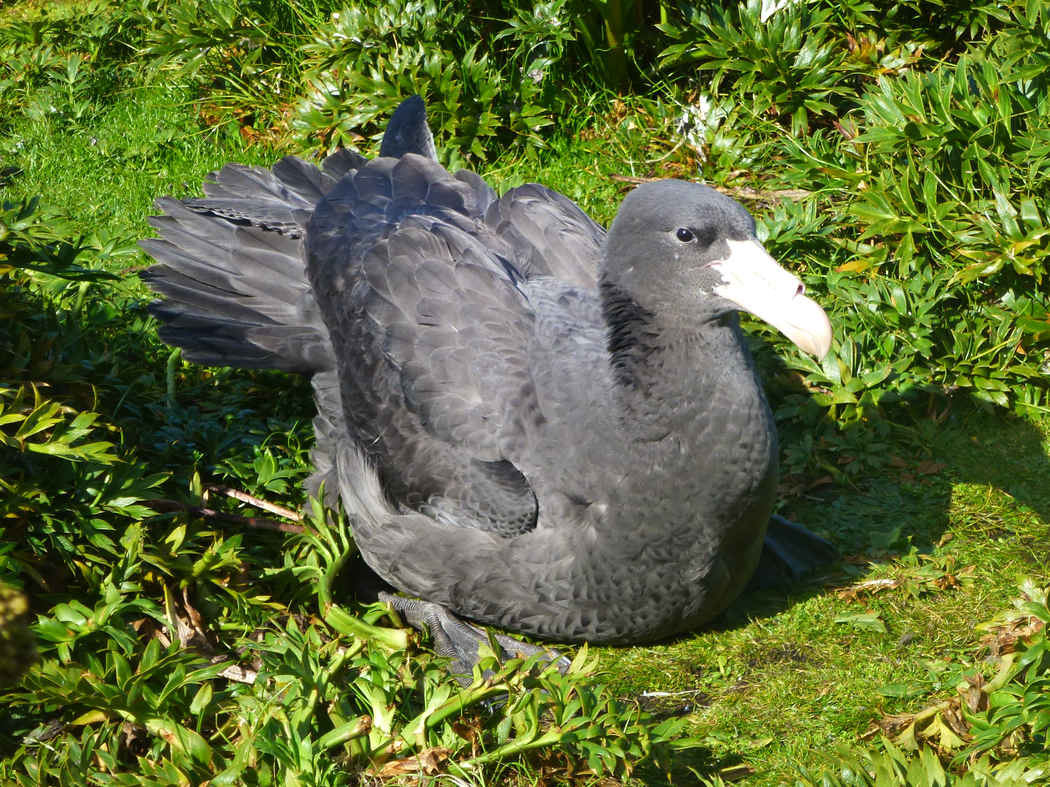 Northern Giant Petrel fledgling Auckland Is Colin ODonnell