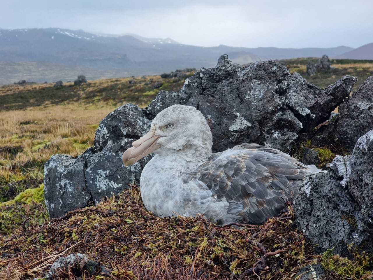 Northern Giant Petrel incubating Marion Michelle Risi