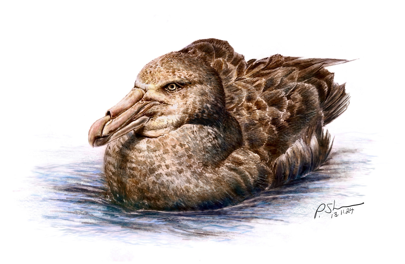Peter Shearer Northern Giant Petrel