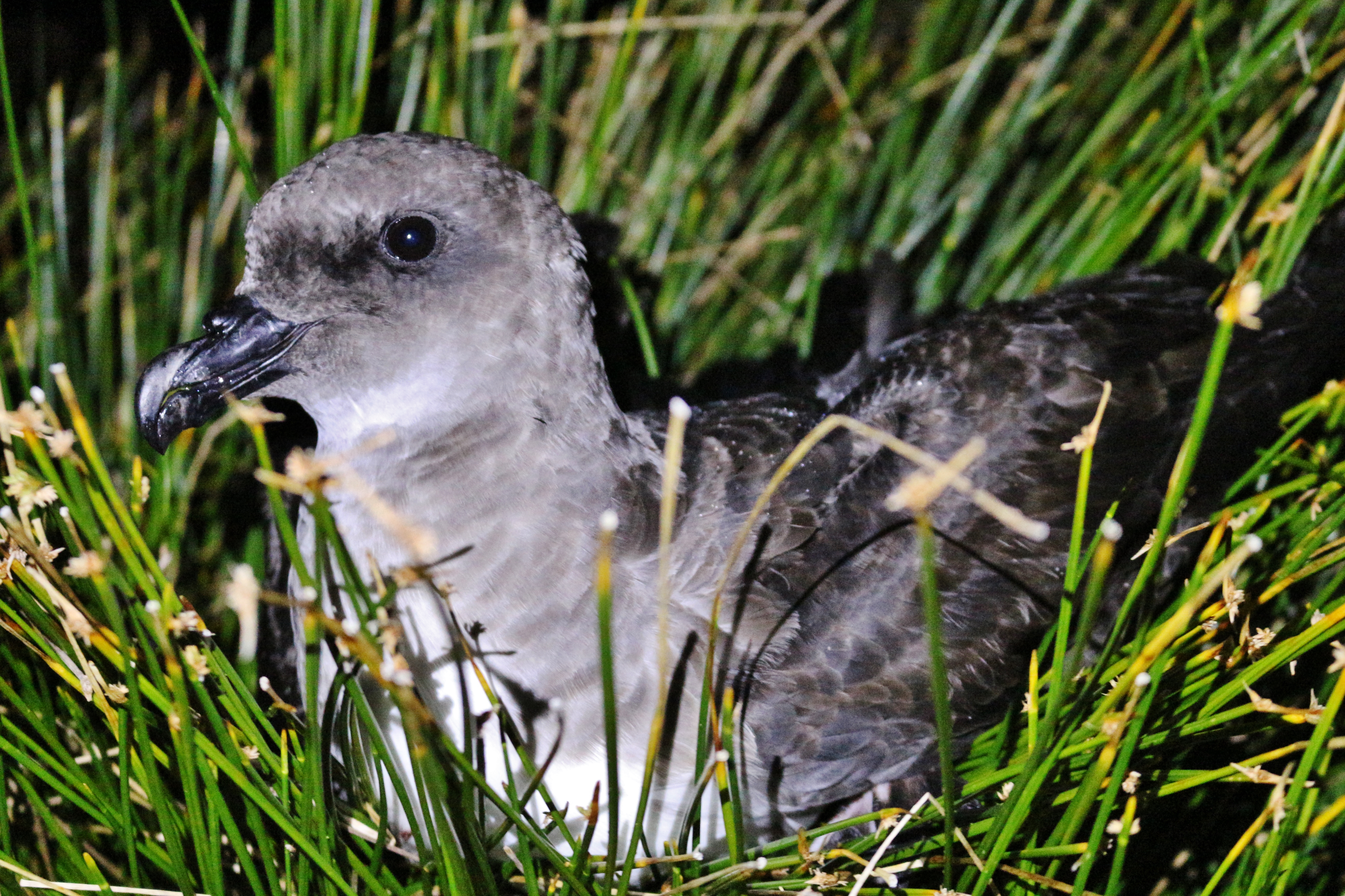 Atlantic Petrel Gough Chris Jones