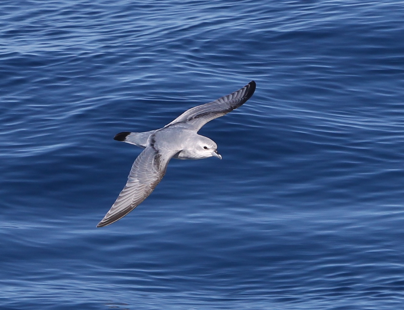 Fairy Prion at sea Peter Ryan