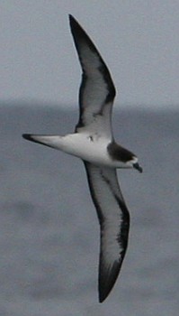 Galapagos Petrel 2 Eric Vanderwerf s