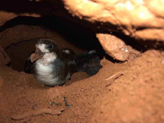 Galapagos Petrel Carolina Proaño