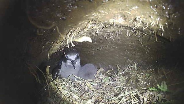Great0winged Petrel adult and chick Stefan Schoombie