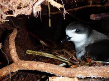 Hawaiian Petrel Andre Raine s